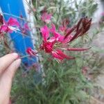 Oenothera gaura Квітка