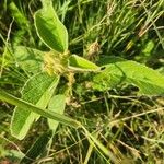 Melhania ovata Leaf