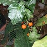 Solanum capsicoides Ліст