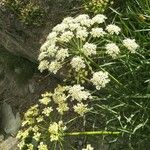 Laserpitium gallicum Flower