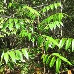 Swietenia mahagoni Ліст