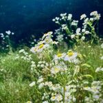 Erigeron strigosusЦветок