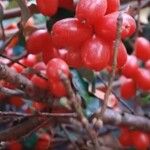 Elaeagnus latifolia Fruto