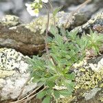 Draba dubia Flower