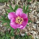 Paeonia corsica Flower