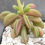 Peperomia asperula Hábito