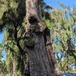 Casuarina equisetifoliaKora