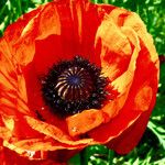 Papaver orientale Flower