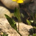Ranunculus flammula Mosusu