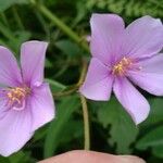 Dissotis rotundifolia 花