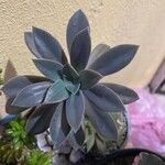 Graptoveria Fred Ives葉