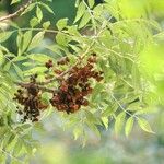 Fraxinus angustifolia Fruit