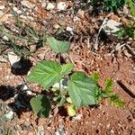 Sida cordifolia Leaf