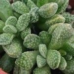 Crassula ausensis Leaf