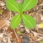 Rauvolfia viridis Leaf