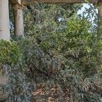 Acacia podalyriifolia Hábito