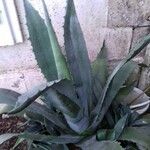 Agave asperrima Leaf