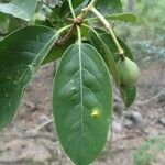 Corynocarpus dissimilis Leaf