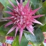 Aechmea fasciata Kéreg