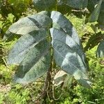 Eucalyptus nitens Likasa