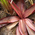 Pinguicula planifolia Leaf