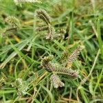Eleusine tristachya 花