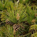 Pinus contorta ফল