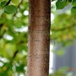 Prunus padus Bark