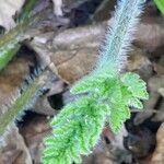 Chaerophyllum temulum Altul/Alta