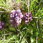 Ajuga pyramidalis Habit