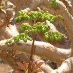 Cyphostemma currorii Frukto