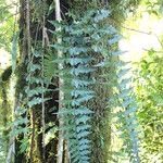 Asplenium aethiopicum Yaprak