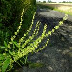 Rumex palustris 整株植物