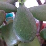 Crassula ovata অন্যান্য