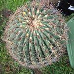 Ferocactus wislizeni বাকল