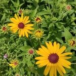 Rudbeckia subtomentosa Kvet