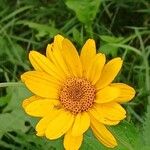 Heliopsis helianthoidesBlomst