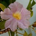 Tabebuia rosea Fleur