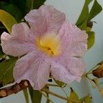 Tabebuia rosea Çiçek