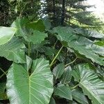 Philodendron giganteum Leaf