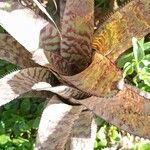 Cryptanthus zonatus Blad