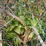 Catopsis compacta Leaf