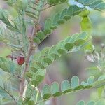 Senna auriculata Folio