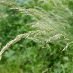 Calamagrostis canescens Λουλούδι