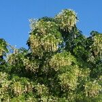 Millingtonia hortensis Hábito