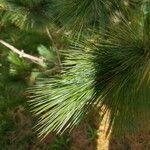 Pinus peuce Leht