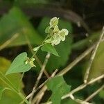 Fallopia dumetorum ഫലം