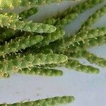 Arthrocnemum macrostachyum Fula