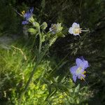 Polemonium occidentale Hábito