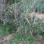 Hibiscus diversifolius Habit